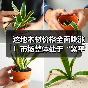这地木材价格全面跳涨！市场整体处于“紧平衡”状态（图2）
