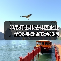 印尼打击非法林区企业，全球棕榈油市场如何震荡？（图3）