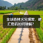全球森林火灾频发，碳汇危机如何破解？（图3）