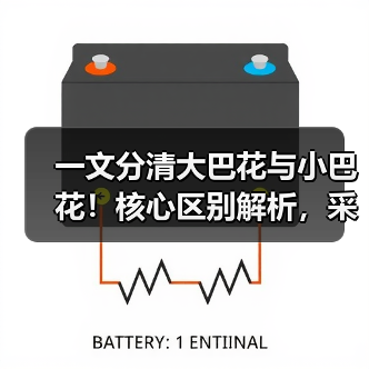 一文分清大巴花与小巴花！核心区别解析，采购避坑必看（图1）