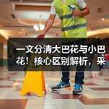 一文分清大巴花与小巴花！核心区别解析，采购避坑必看（图2）