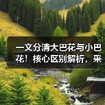 一文分清大巴花与小巴花！核心区别解析，采购避坑必看（图3）