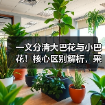 一文分清大巴花与小巴花！核心区别解析，采购避坑必看（图4）