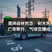 澳洲森林告急：树木死亡率攀升，气候变暖成“隐形杀手”？（图1）