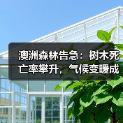 澳洲森林告急：树木死亡率攀升，气候变暖成“隐形杀手”？（图2）