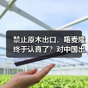 禁止原木出口，喀麦隆终于认真了？对中国出口暴跌92%！（图4）