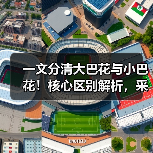 一文分清大巴花与小巴花！核心区别解析，采购避坑必看（图2）