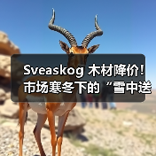 Sveaskog 木材降价！市场寒冬下的“雪中送炭”还是“无奈之举”？（图1）